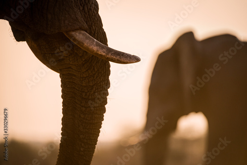 A beautiful golden close up portrait of an elephant s tusk and trunk taken at sunset in the Madikwe Game Reserve  South Africa.