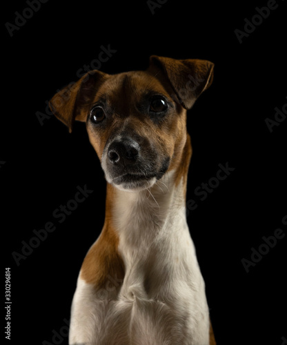 Posado cachorrito © javier