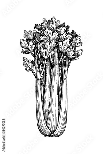 Ink sketch of celery