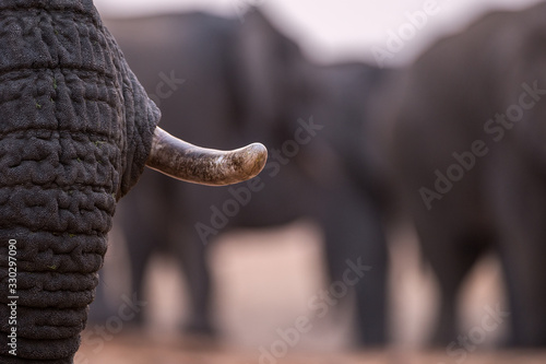 A beautiful close up portrait of an elephant's tusk and trunk taken after sunset in the Madikwe Game Reserve, South Africa.