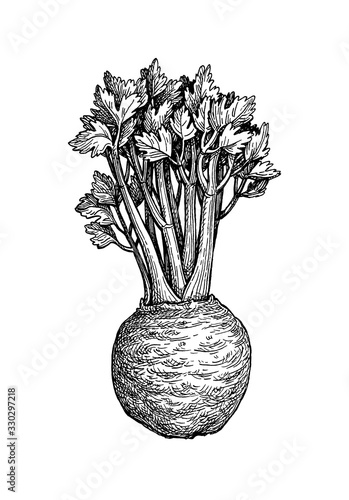 Ink sketch of celery