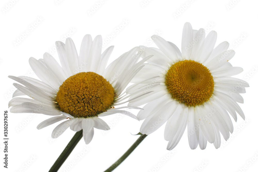 Two growing white chamomiles isolated on white Two growing white chamomiles isolated on white