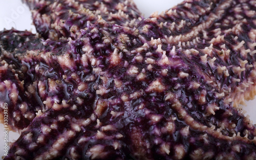 Asterias amurensis. Starfish background. Macro