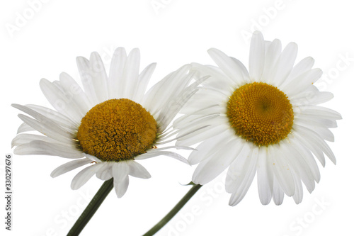 Two growing white chamomiles isolated on white