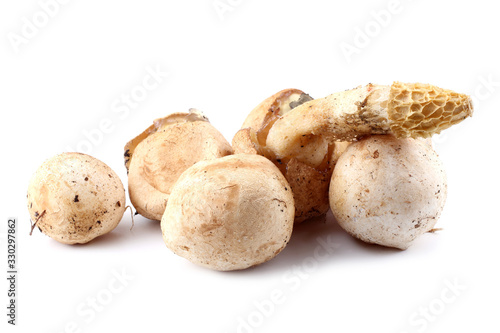 Veiled lady mushroom. Phallus duplicatus (Dictyophora duplicata). Mature mushroom and mushrooms in egg stage. Edible in egg stage