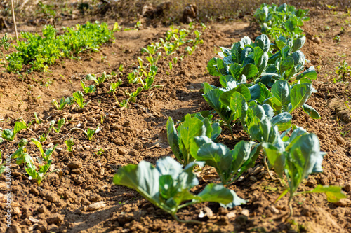 young vegetables kale growing in the farm