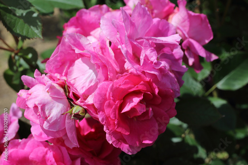 Pink rose in garden. Northern variety