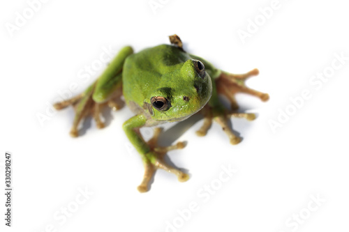 Green frog isolated on white (Hyla..japonica, Japanese tree frog)