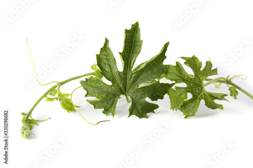 Bitter melon leaves (bitter squash, bitter apple, momordica) leaves