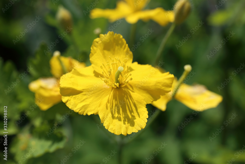 Yellow celandine flowers (Chelidonium asiaticum) Yellow celandine flowers (Chelidonium asiaticum)