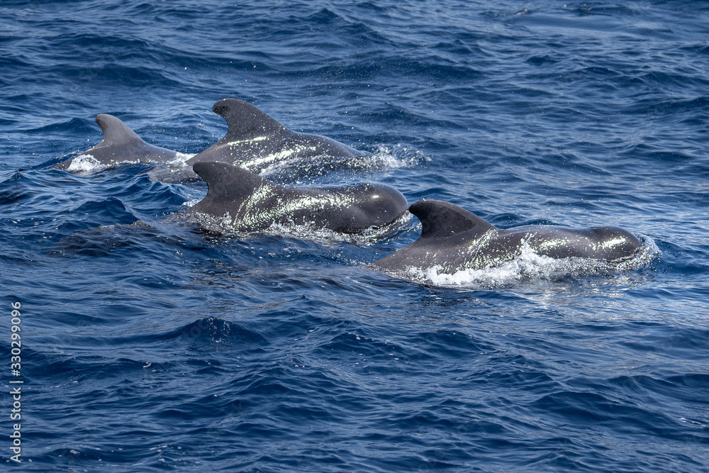 Fototapeta premium Kanaren La Gomera