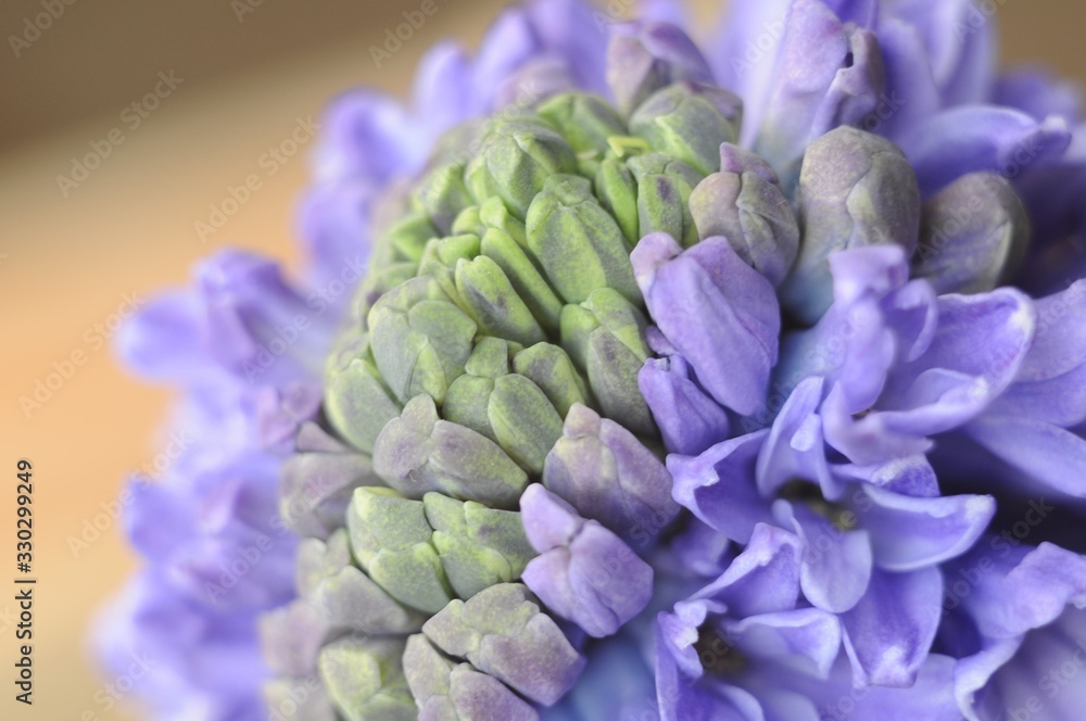 Green buds and lilac hyacinth flowers close-up