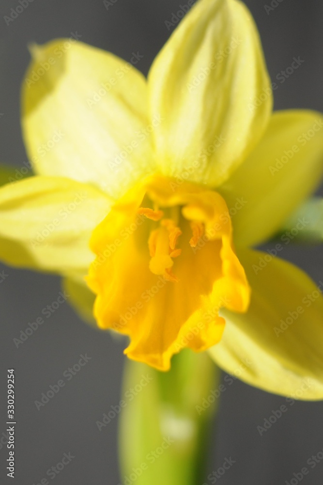 Partial focus yellow daffodil flower close up Partial focus yellow daffodil flower close up