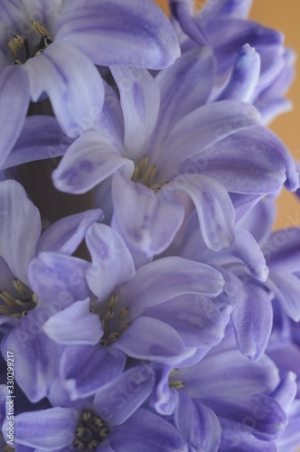 Lilac hyacinth flowers close-up