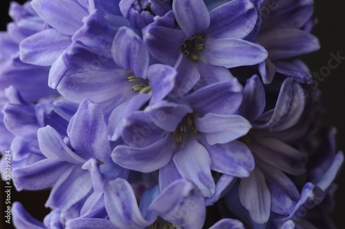 Lilac hyacinth flowers close-up