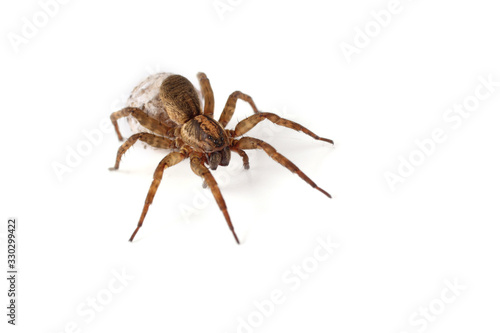 Wolf spider with cocoon isolated on white © Alex Coan