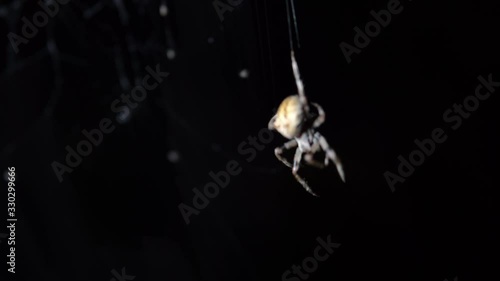 The spider sits in the web at night. Dark background big brown spider on the web. Araneus is a genus of common orb-weaving spiders. European garden spider.