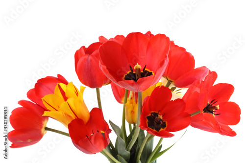 Red and bicolor vertical tulips