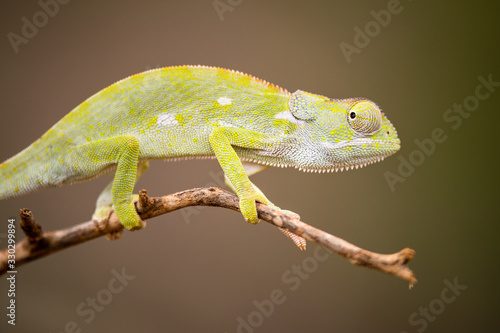 A beautiful close up macro photograph of a watchful chameleon walking on a tree branch, taken in the Madikwe Game Reserve, South Africa.
