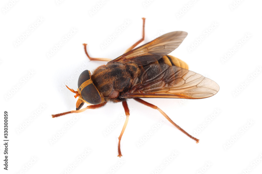 Φωτογραφία Horsefly isolated on white