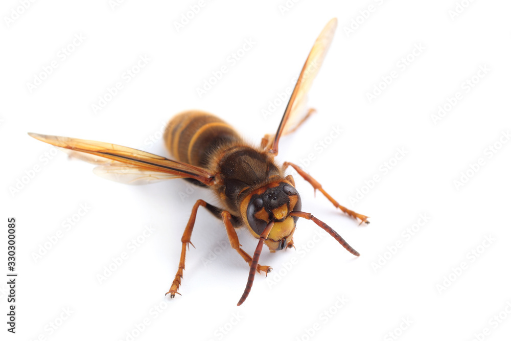 Hornet isolated on white (Vespa simillima) Hornet isolated on white (Vespa simillima)