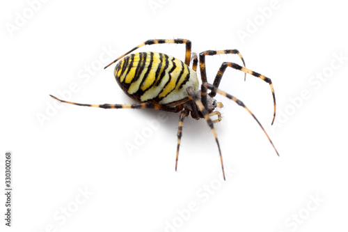 Wasp spider (Argiope bruennichi) isolated on white