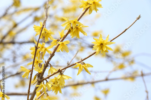 Yellow forsythia growing in garden. Spring blossom