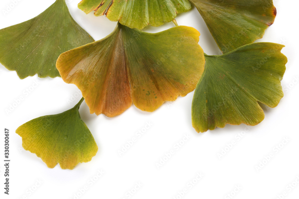 Fototapeta premium Autumn ginkgo leaves isolated on white