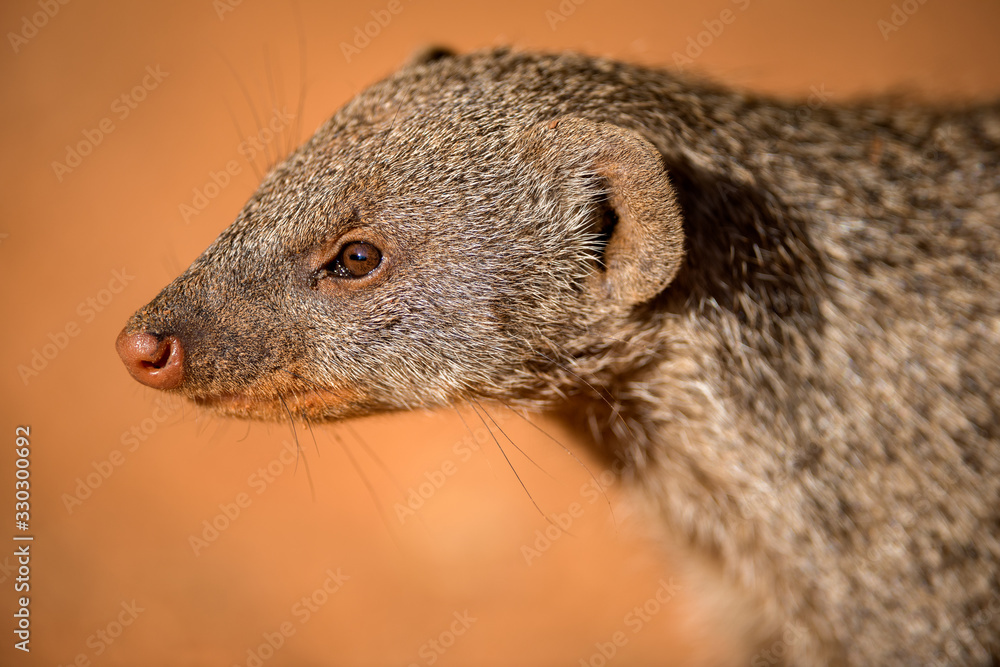 Fotografie A close up portrait of a banded Mongoose at sunset, taken in the Madikwe Game Reserve, South Africa