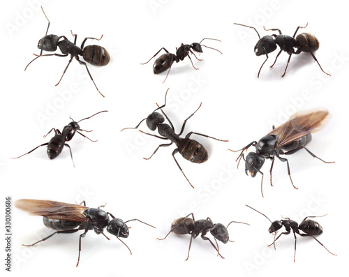 Ant collection isolated on white © Alex Coan