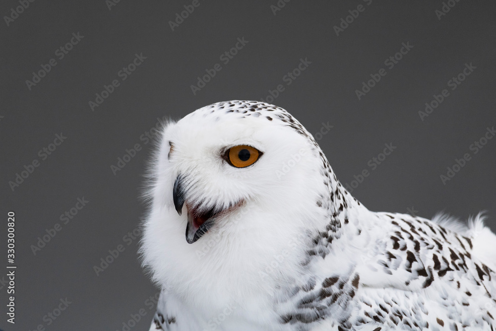 Obraz premium Harfang des neiges, zoo de Granby, Québec Canada