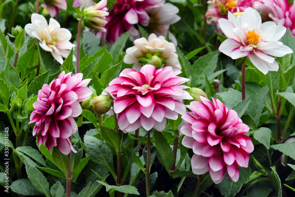 Red and White Dahlias in the garden Red and White Dahlias in the garden