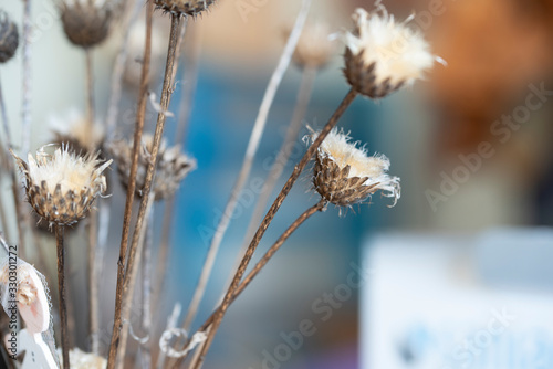 Dried thistles plant in a vase used as an interior decoration of a home with a nice painting in the background. Beautiful bouquet of dried garden flowers detailed by its proximity in the foreground in