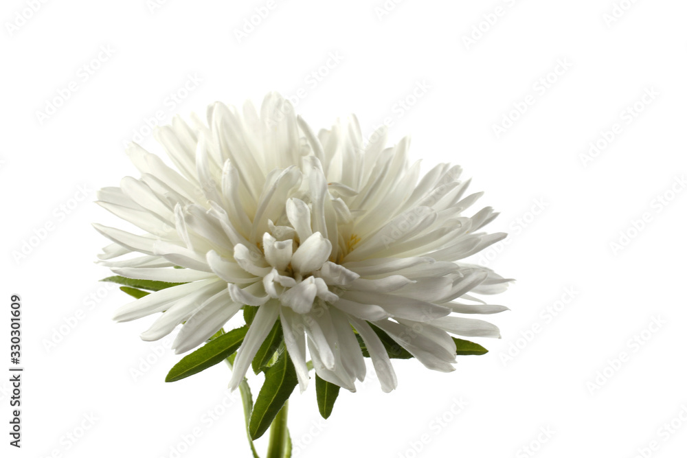 White aster isolated on white