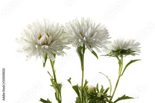 White asters isolated on white