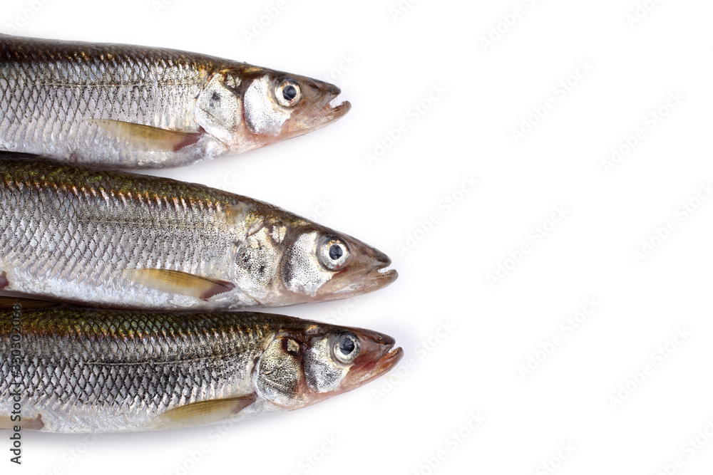 Smelt fish isolated on white. (Big Pacific smelt - Osmerus mordax)