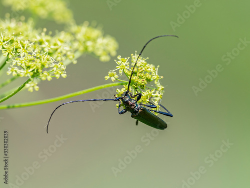 The musk beetle (Aromia moschata) is a Eurasian species of longhorn beetle belonging to the subfamily Cerambycinae photo