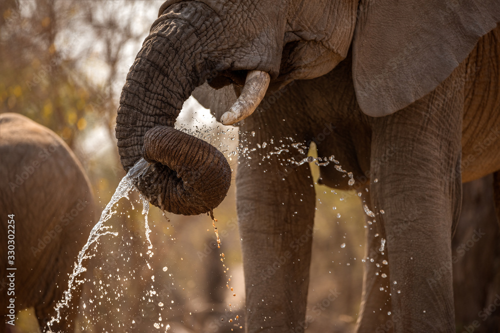 Φωτογραφία A beautiful close up action photograph at sunset of an elephant spraying water out of its drunk while drinking at a waterhole in the Madikwe Game Reserve, South Africa
