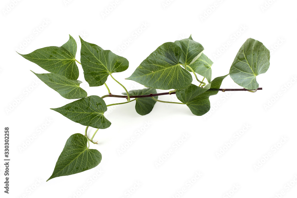 Sweet potato plant Sweet potato plant