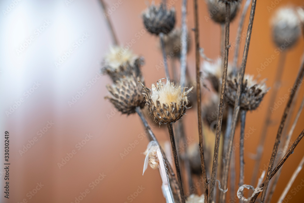 Dried thistles plant in a vase used as an interior decoration of a home with a nice painting in the background. Beautiful bouquet of dried garden flowers detailed by its proximity in the foreground in Dried thistles plant in a vase used as an interior decoration of a home with a nice painting in the background. Beautiful bouquet of dried garden flowers detailed by its proximity in the foreground in