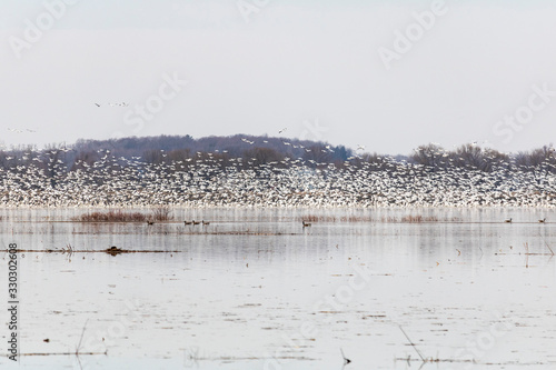 oie blanches, migration au printemps, Baie-du-Febvre Québec Canada