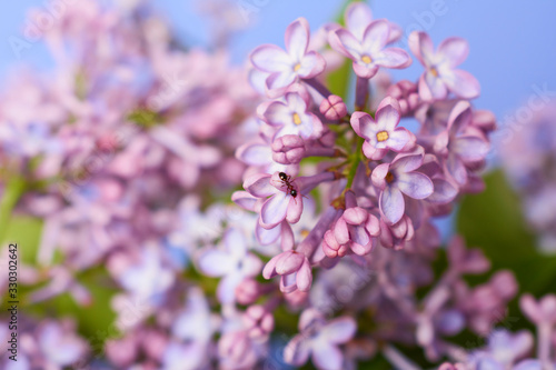 Beautiful Branches of Purple Lilac. Violet flowers on blue background. Selective focus