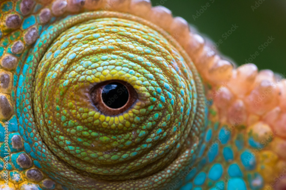 Φωτογραφία close up of colourful male parson's chamaleon eye looking at camera in natural h