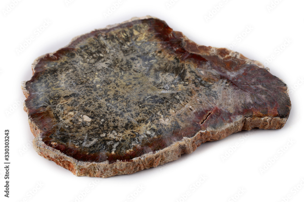Ancient wood fossil Ancient wood fossil