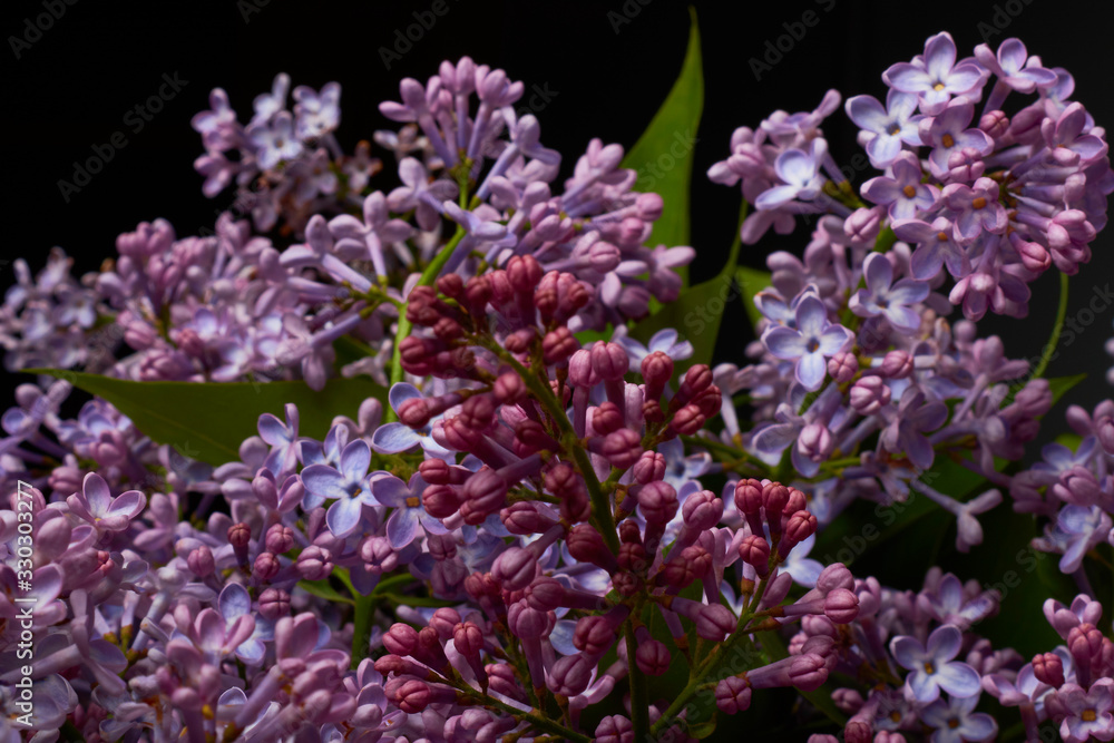 Beautiful Branches of Purple Lilac. Violet flowers on blue background. Selective focus Beautiful Branches of Purple Lilac. Violet flowers on blue background. Selective focus