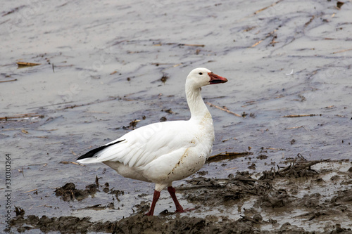 oie blanches, migration au printemps, Baie-du-Febvre Québec Canada