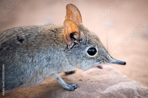A cute close up portrait of a shy elephant shrew, taken at sunset in the Pafuri concession of the Kruger national Park, South Africa. photo