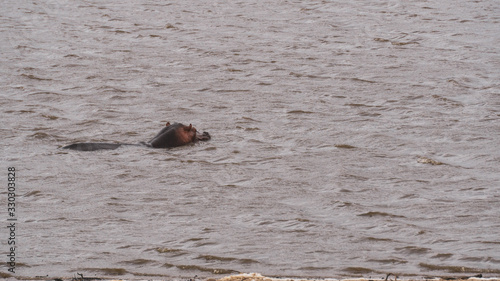 Hippos in south africa 