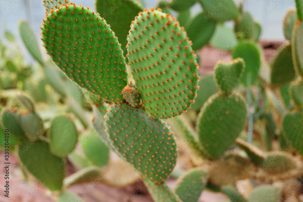 Blooming cactus plants in desert park and Succulent garden. Opuntia Microdasys on Brown pumice stone Blooming cactus plants in desert park and Succulent garden. Opuntia Microdasys on Brown pumice stone