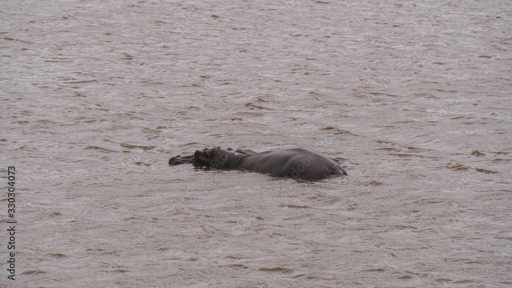 Fototapeta premium Hippos in south africa 
